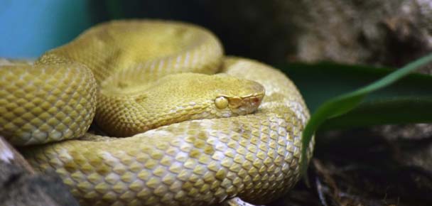 Golden lancehead pit viper