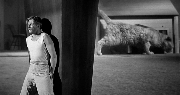 Incredible Shrinking Man special effects showing Scott Carey hiding from the giant family cat